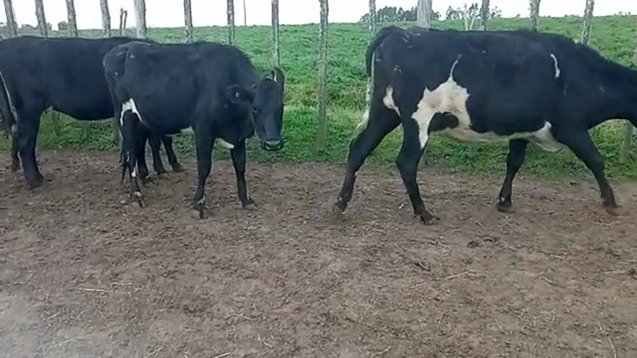 Lote (Vendido)3 Vaquillonas 1 a 2 años kiwi a remate en 5to remate por pantalla ENTRE MARTILLOS 450kg -  en san ramon