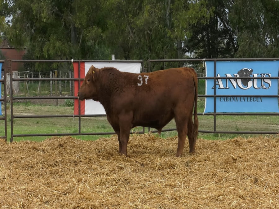 Lote TOROS ANGUS COLORADOS PC