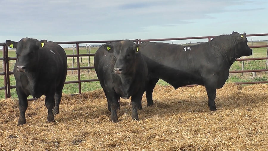 Lote "Toros ""SANTA ROSA"""