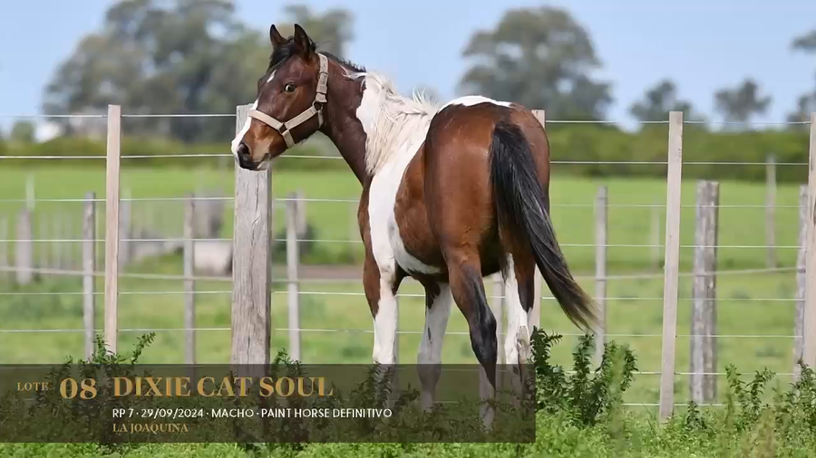 Lote Dixie Cat Soul