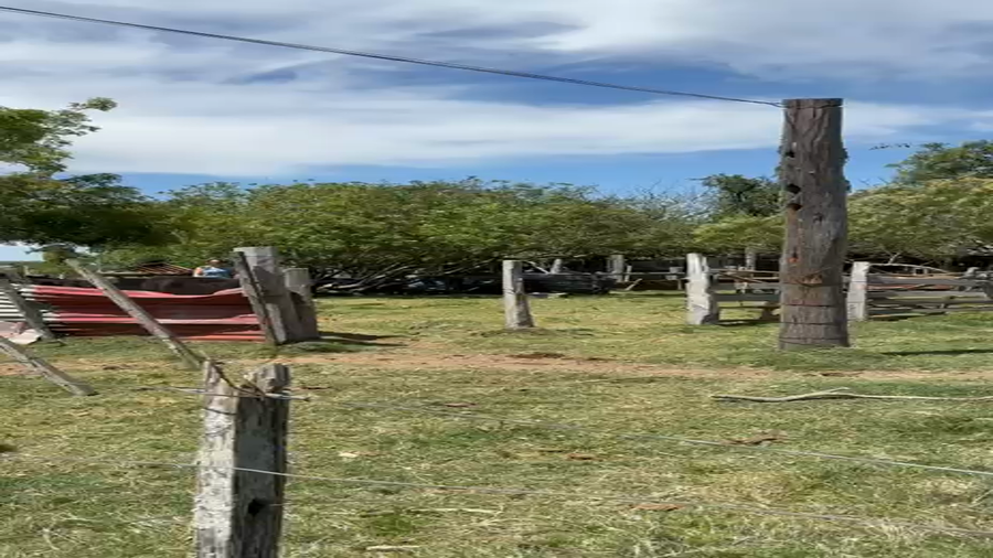 Lote 22 Terneros enteros