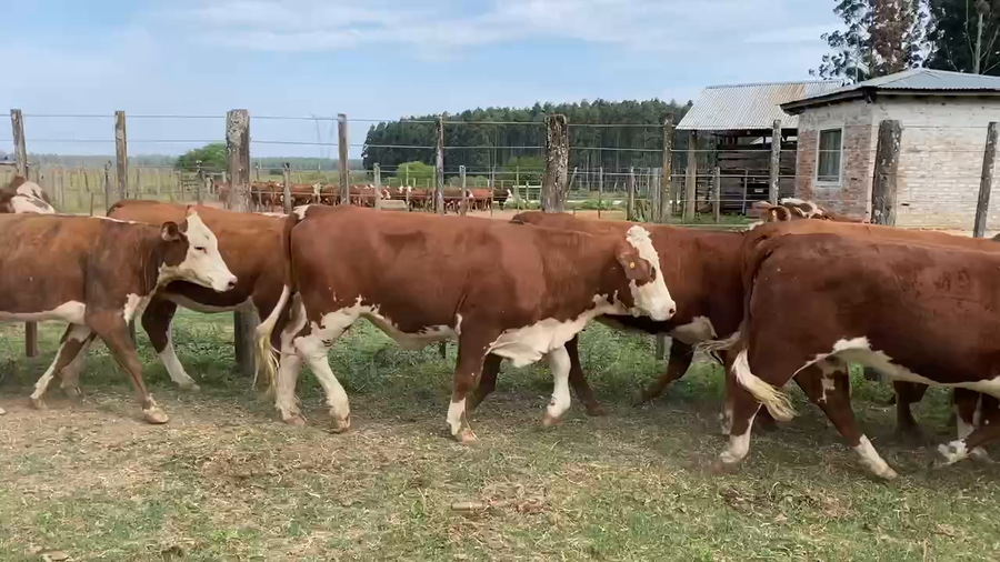 Lote 56 Vaquillonas P/ entorar en Ituzaingó, Corrientes