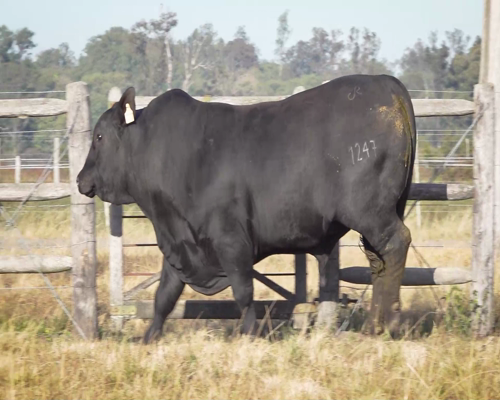 Lote VIRACHO 1247 ESPARTANO-EBANO 6740 T.E.