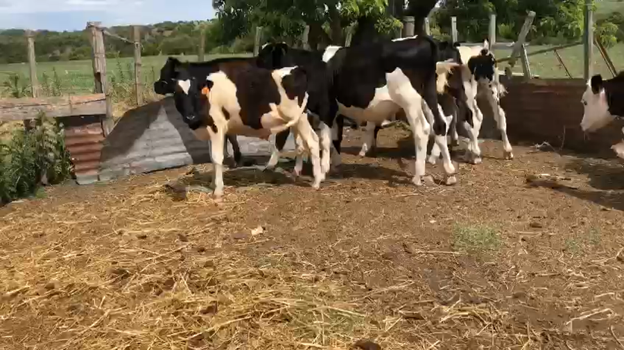 Lote 6 Terneros Holando