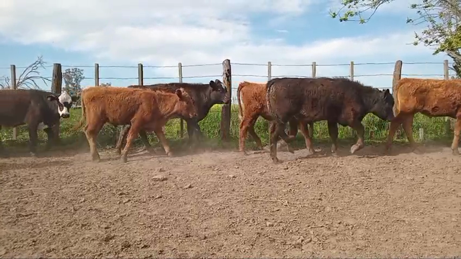 Lote 16 Terneros
