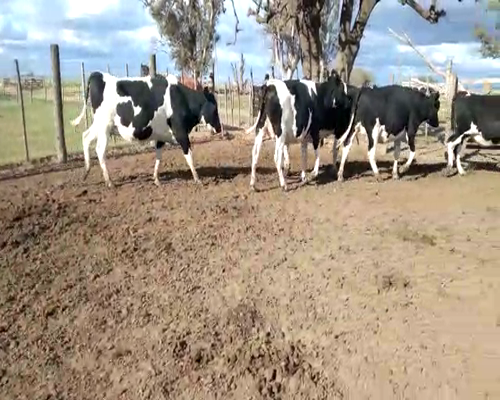 Lote Lote 58 Calvo Antonio