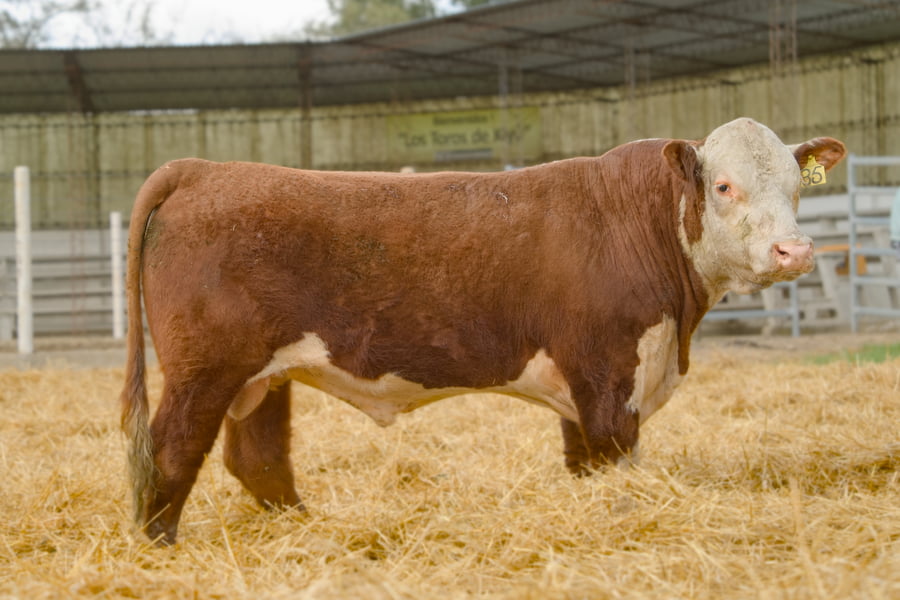 Lote Lote 15