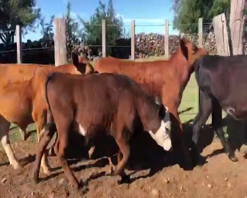 Lote 80 Terneros y Terneras en Artigas