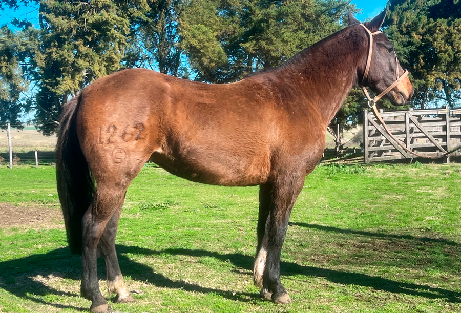 Lote ESTACA RUMBEADORA