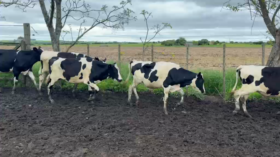 Lote NOVILLOS 1 a 2 AÑOS