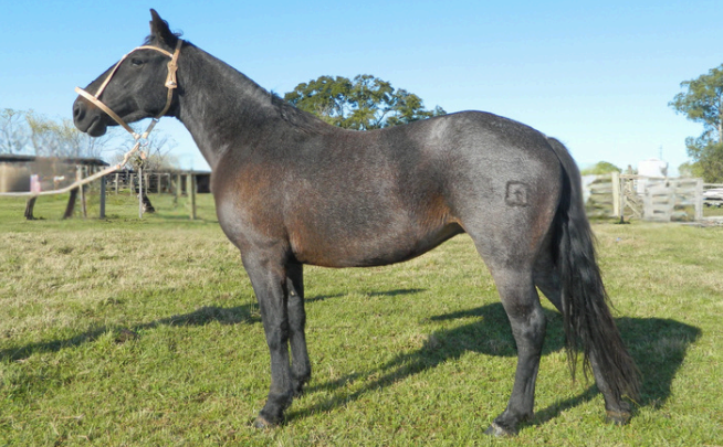 Lote NICA 223 DE NC