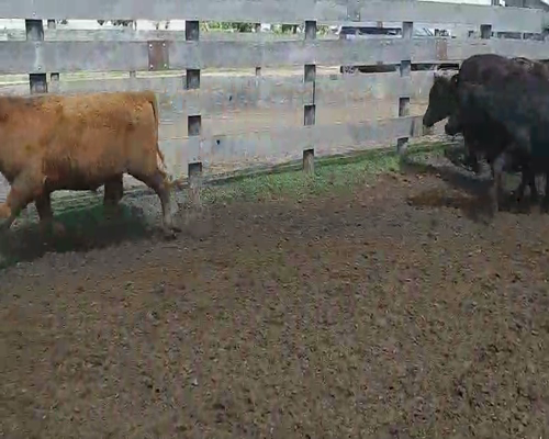 Lote 110 Terneros en Villaguay, Entre Ríos