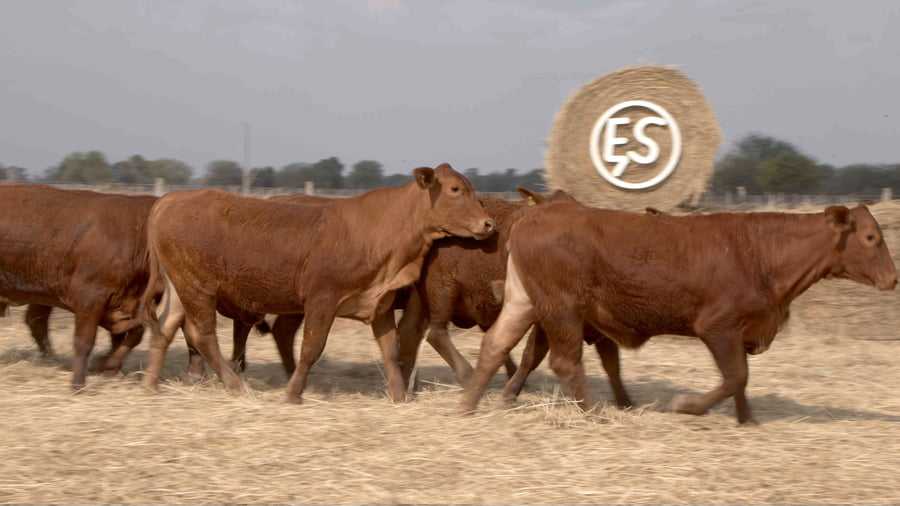 Lote Vaquillas CBO. 1 PREÑADAS