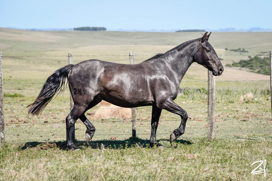 Lote Paijuan Obdulio