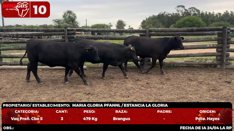 Lote LOTE 10 - EN VIVO
