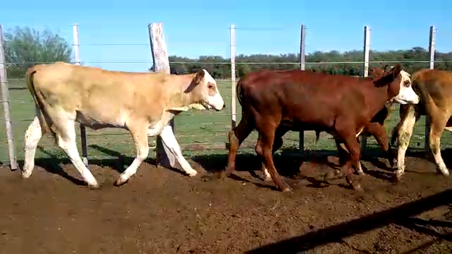 Lote 25 Terneros/as en Santa Fe, Monigotes
