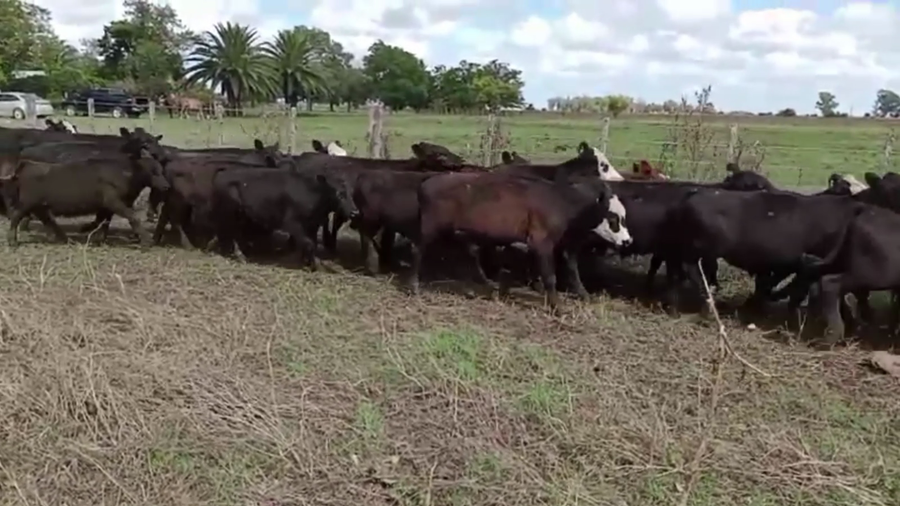 Lote 75 TERNS. MACHOS, MAGDALENA, BS. AS.