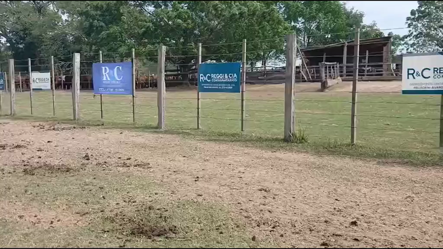 Lote 30 Vacas nuevas C/ cria