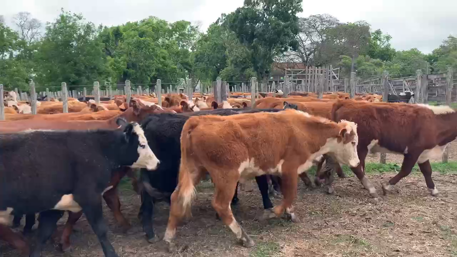 Lote 50 Novillos 1 a 2 años en Melo, Cerro Largo