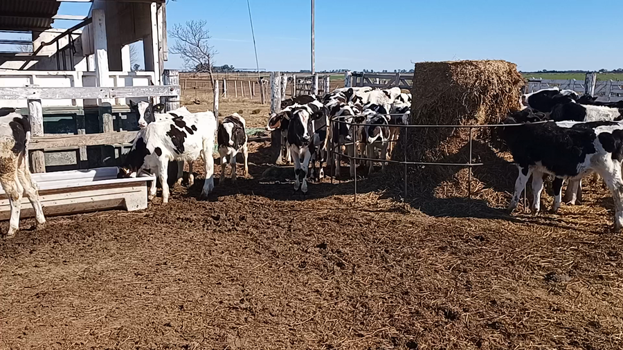 Lote 45 Terneros Holando Argentino en Brinkmann, Córdoba