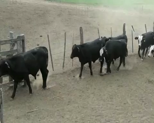 Lote 140 Novillitos en Ceres, Santa Fe