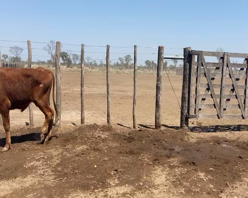 Lote 80 Novillitos en Bandera, Santiago del Estero