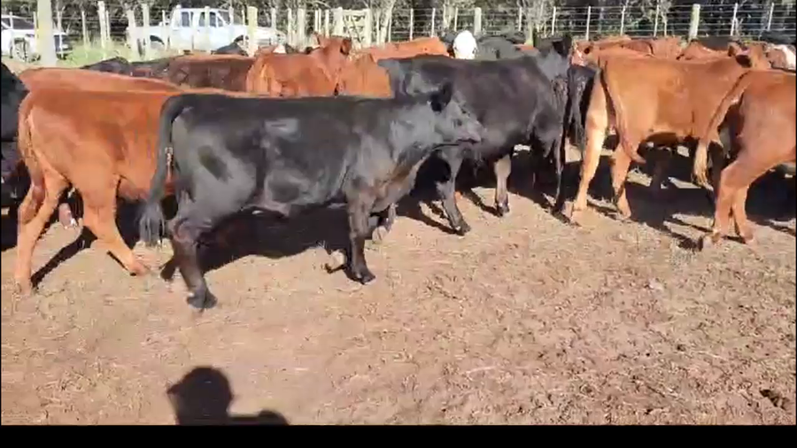 Lote 76 TERNEROS/AS