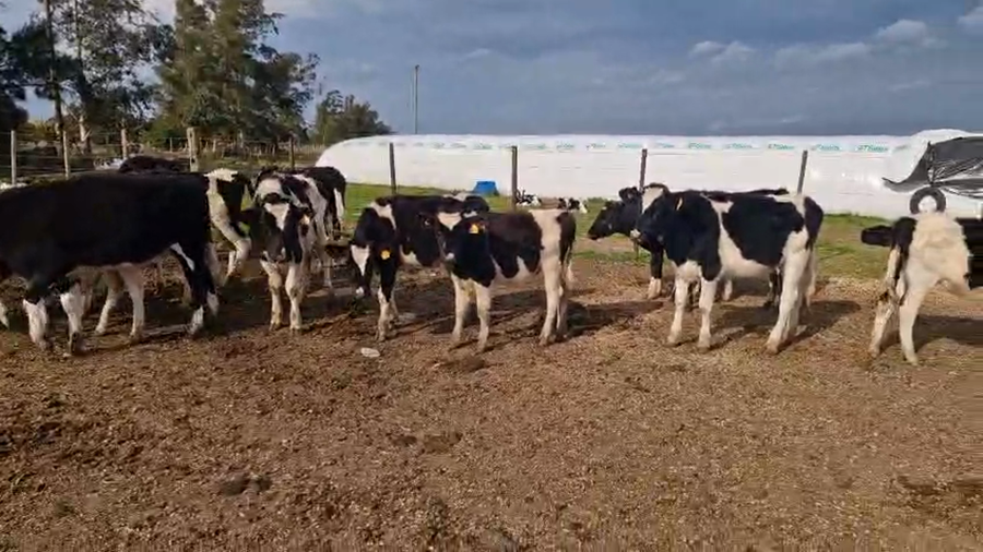 Lote 15 Terneras a remate en Pantalla Aniversario - Escritorio Camy, San José