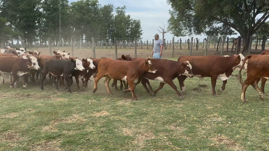 Lote 100 Terneras en Corrientes, San Roque