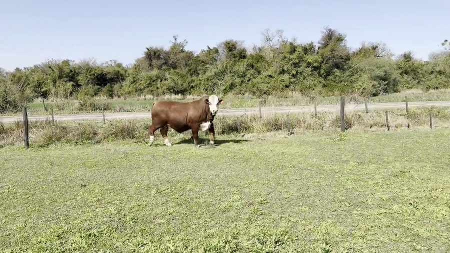 Lote Toros Cabaña "El Quebracho"