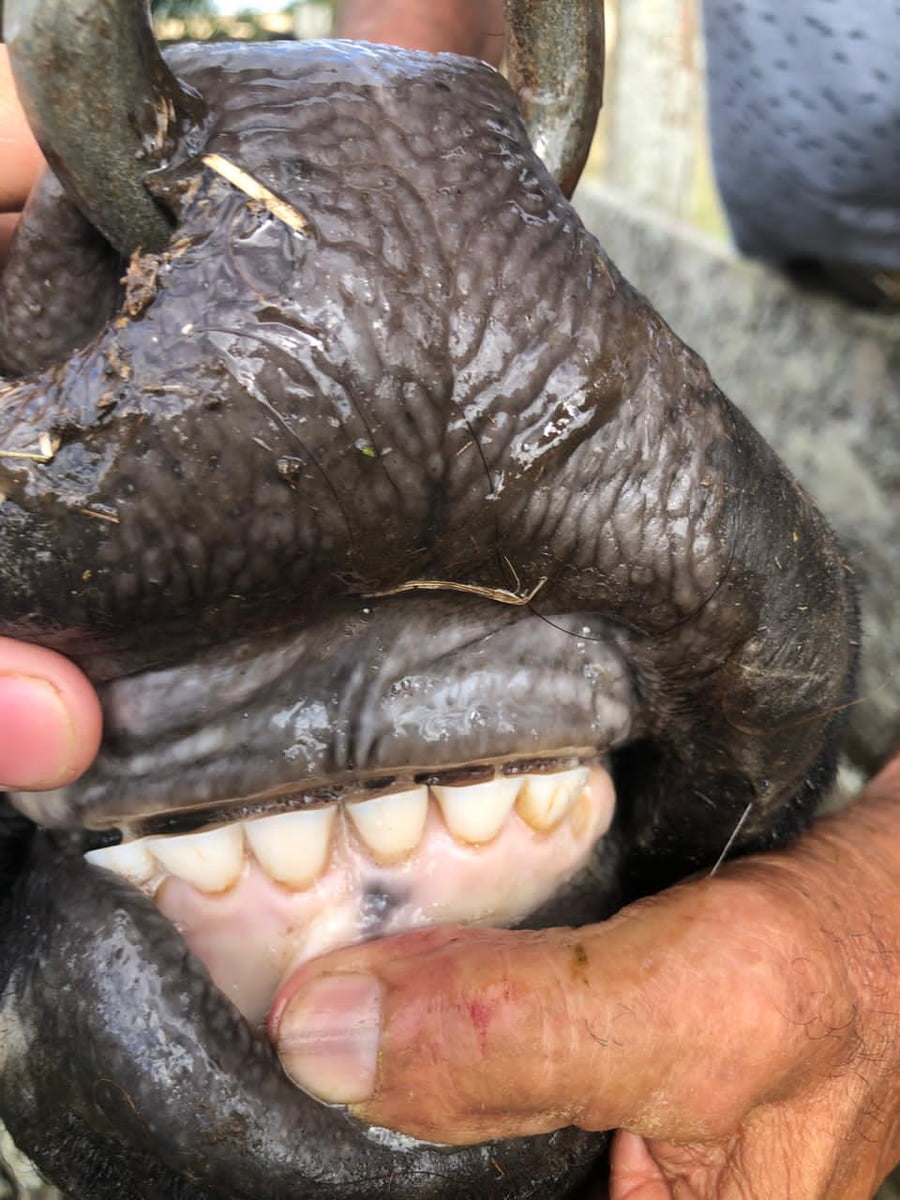 Lote 28 Vacas medio uso C/ gtia de preñez en Buenos Aires, Castelli