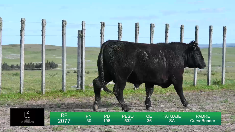 Lote TOROS LA CARMELITA