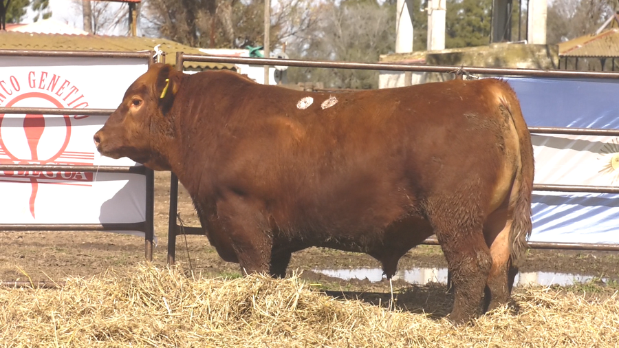 Lote TOROS ANGUS  PP