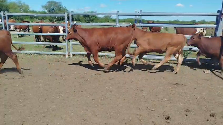 Lote 110 Terneras