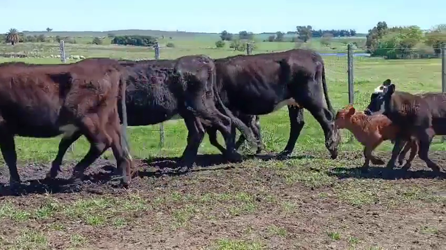 Lote 36 Piezas de cría a remate en Pantalla Camy 330kg - , San José