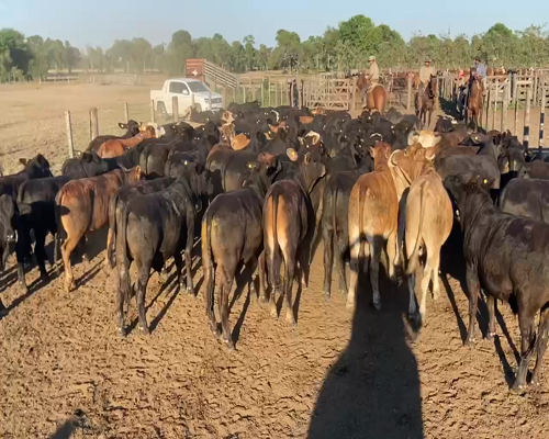 Lote 80 Novillitos en Pirané, Formosa