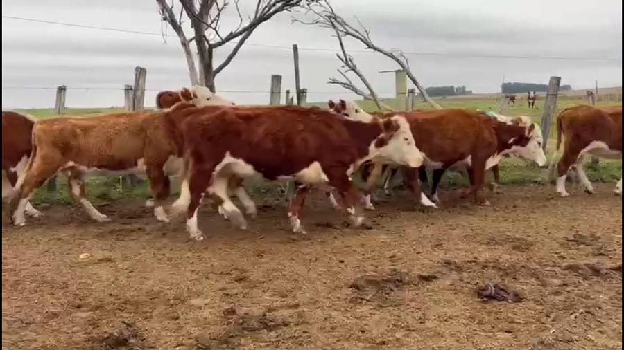 Lote VACAS DE INVERNADA
