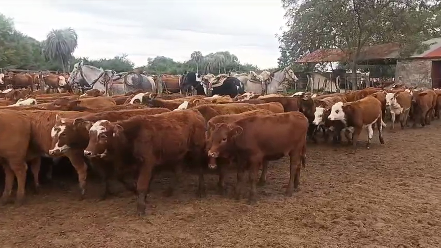 Lote 125 Terneros/as en Corrientes, San Roque