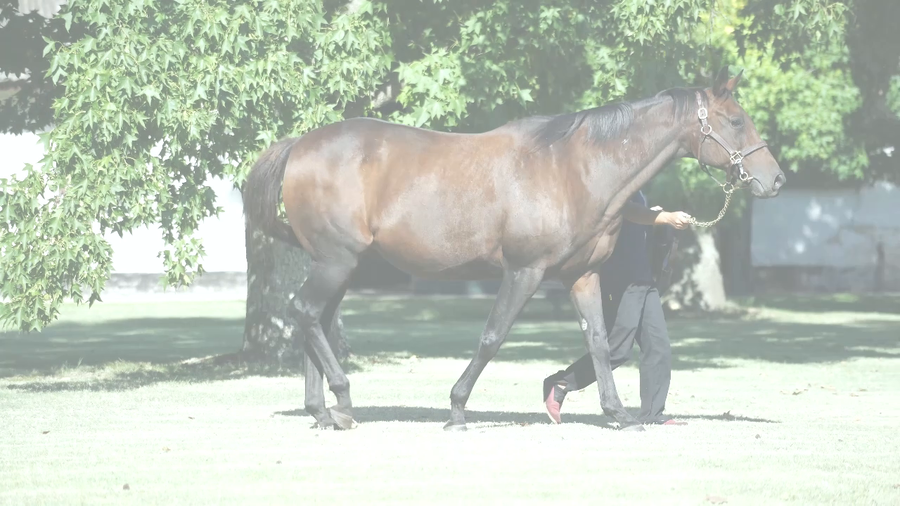 Lote ENGLISH WOMAN (PURE PRIZE -  ENFEITADA)  preñez de GIDU