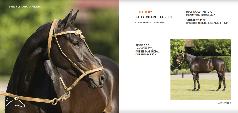 Lote TAITA CHARLETA - T/E (DOLFINA GUITARRERO - TAITA GOSSIP GIRL)