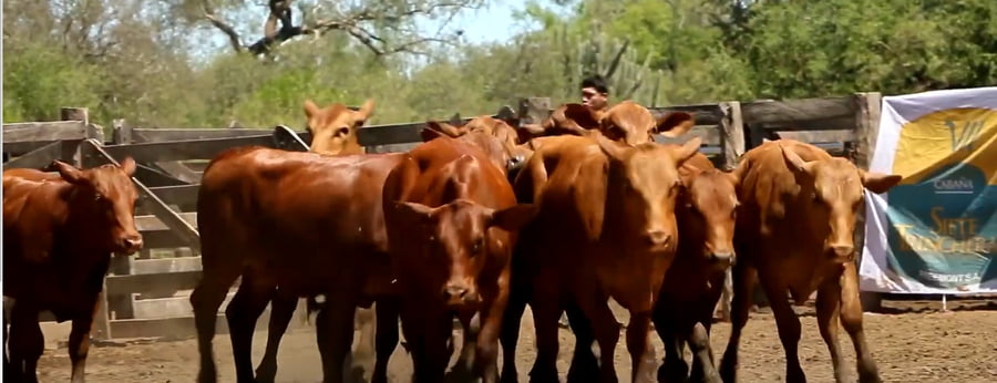Lote VAQUILLAS CBO 1 REGISTRADAS - P/ SERVICIO