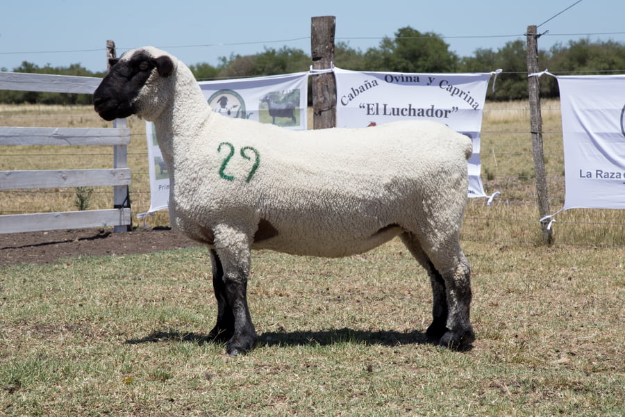 Lote OVINO HAMPSHIRE D. HEMBRA PP