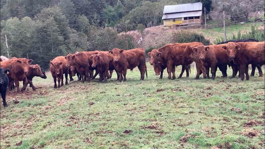 Lote 27 Novillo Engorda en Frutillar, X Región Los Lagos