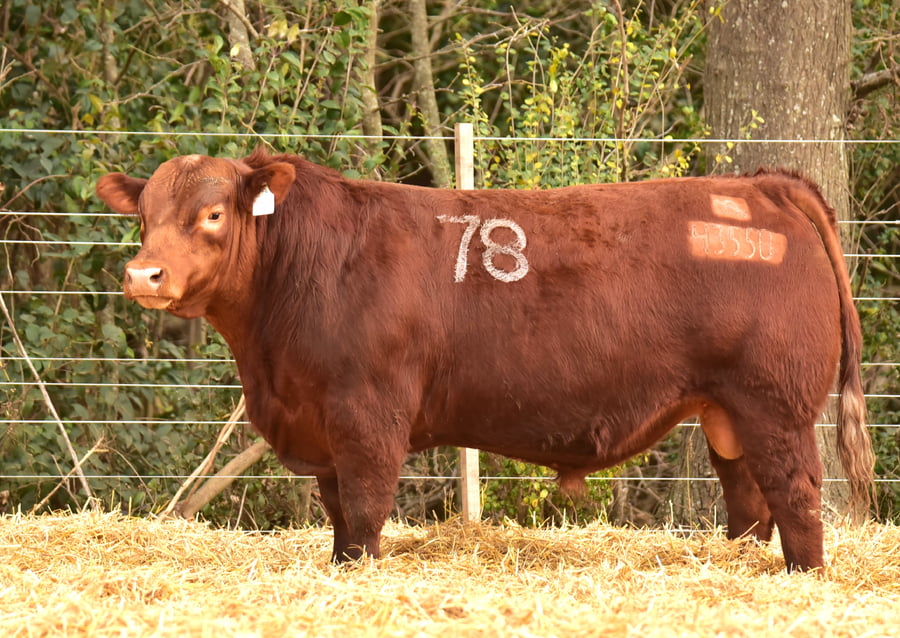 Lote TOROS ANGUS PC
