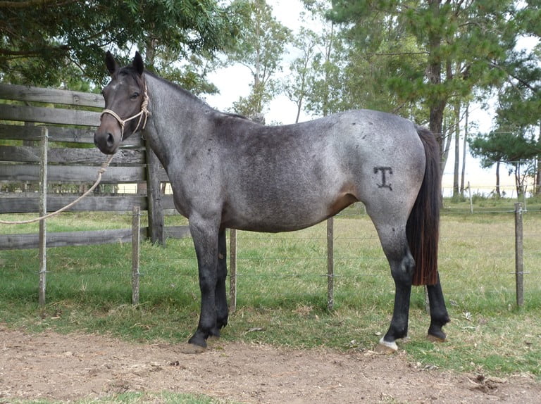 Lote LOBITA ESCONDIDA