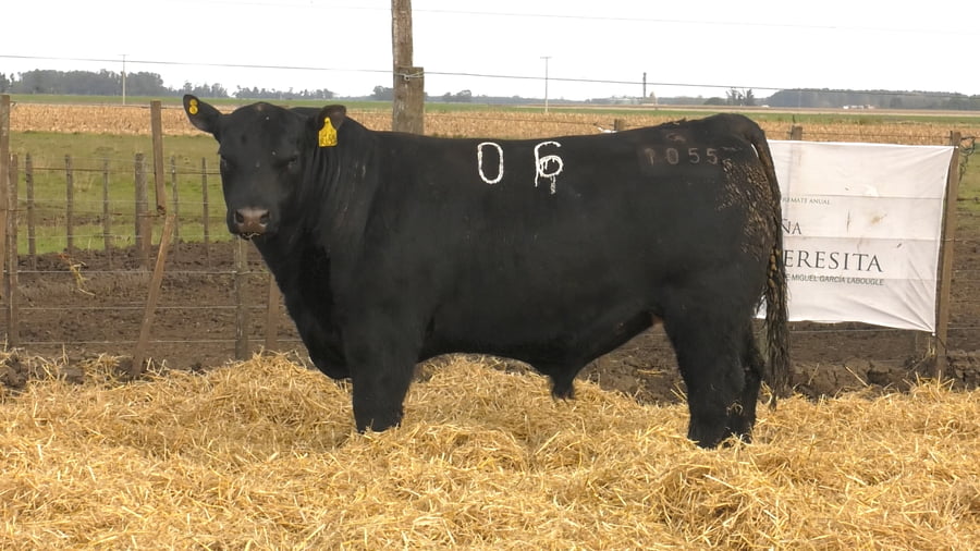 Lote Toros PC Negros