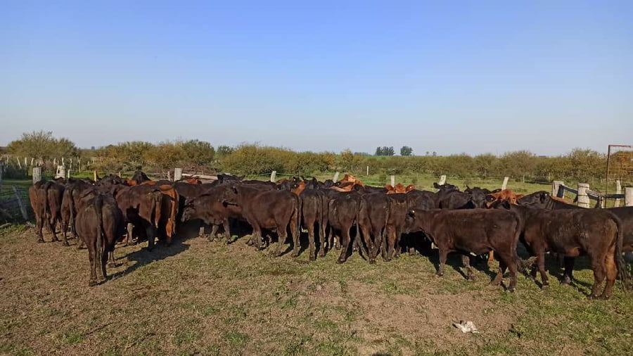 Lote 47 Vaquillonas en San Salvador, Entre Ríos