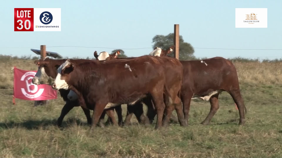 Lote Vaquillas Braford Planteleras Señal ´19-Preñadas IATF (17-12-2021) y Servicio Colectivo (27/12/21 al 05/02/22)