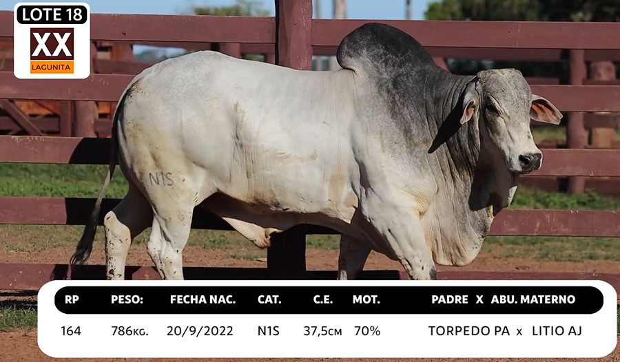 Lote LOTE 18