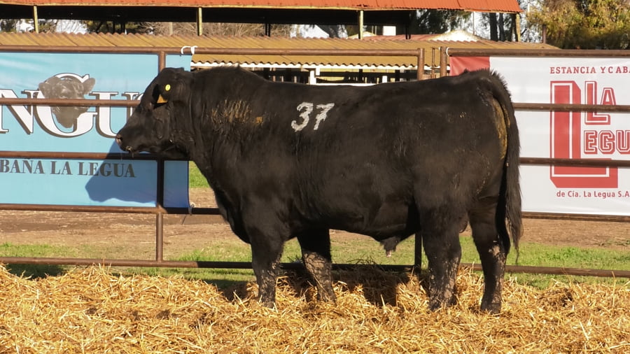 Lote TOROS ANGUS NEGROS PC